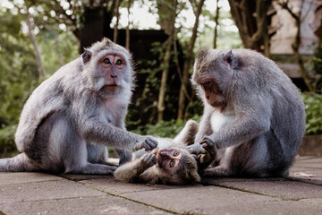Family of long-tailed macaque at Uluwata temple in Bali, Indonesia