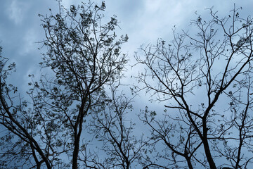 Tall green tree with clear blue sky