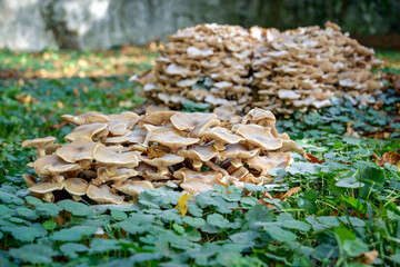Champignons dans une forêt en automne