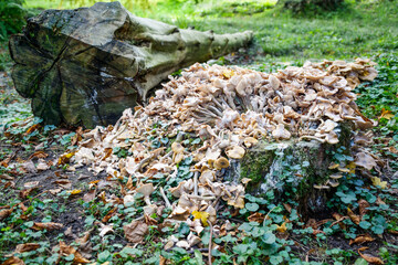Obraz premium Champignons dans une forêt en automne