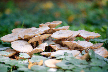 Champignons dans une forêt en automne
