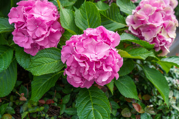 Blooming pink hydrangeas in the garden. Shilin Official Residence Hydrangea Exhibition. Taipei, Taiwan