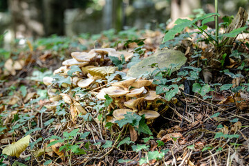 Champignons dans une forêt en automne