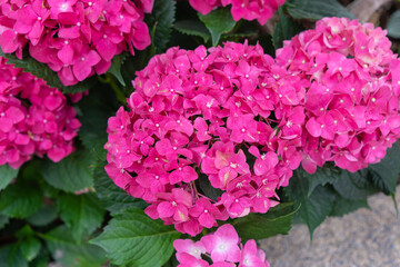 Blooming pink, red hydrangeas in the garden. Shilin Official Residence Hydrangea Exhibition. Taipei, Taiwan