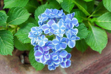 Blooming blue, white hydrangeas in the garden. Shilin Official Residence Hydrangea Exhibition. Taipei, Taiwan
