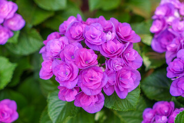Blooming pink hydrangeas in the garden. Shilin Official Residence Hydrangea Exhibition. Taipei, Taiwan