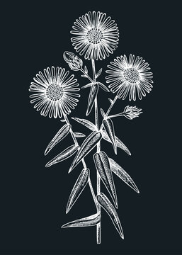 Aster vector illustration. Hand drawn autumn flower sketch. Michaela's daisy drawing on chalkboard. Popular garden flowering plant. Floral design element in engraved style