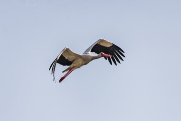 White stork bird (Ciconia ciconia) in flight