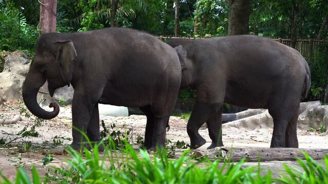 Large land mammals, two Asian elephants, elephas maximus standing side by side, covered in mud, flapping its ears, uses its long trunk to pick up food, eating branches with leaves on the ground.