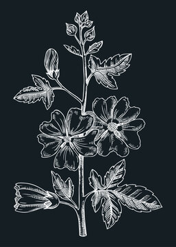 Rose of Sharon vector illustration. Hand-drawn summer flower sketch. Hibiscus drawing on chalkboard. Malva flowering plant. Floral design element in engraved style
