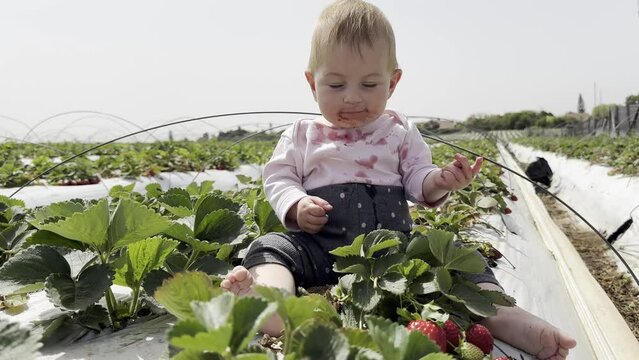 Pensive baby girl sits garden bed of strawberries and eats ripe and juicy berry. Face of little child stained red food. Funny kid on big field of farm