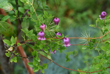 Bell-shaped viorna Clematis flowers. Ranunculaceae perennial vine. Blooms from May to October.