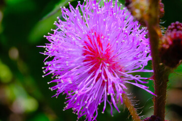 Macro Photography. Closeup Shot of the Mimosa Pudica Flower, in Indonesia it is better known as the shy princess flower which blooms perfectly in the city of Bandung - Indonesia