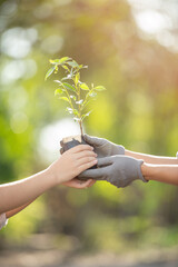 Fototapeta premium Father and son hands holding green growing plant over nature background. New life, spring and ecology concept. volunteering, people and ecology - volunteers hands planting tree seedling in park