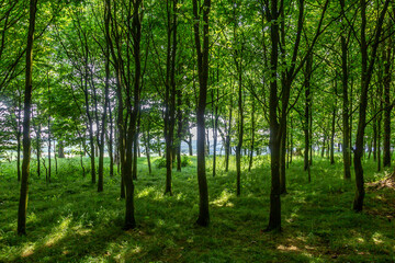 A view from inside Chanctonbury Ring along the South Downs Way