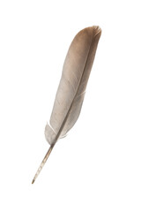 feather on white