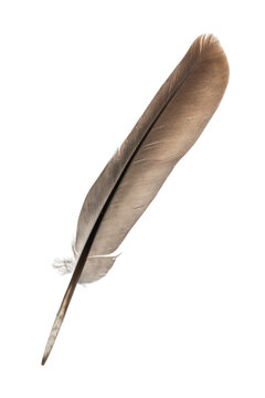 Fototapeta feather on white