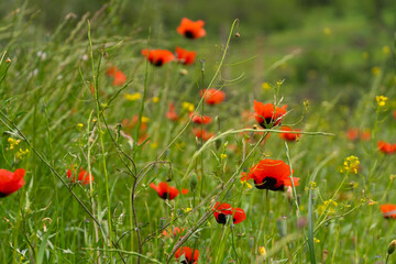 Close-up of beautiful poppy flowers on the field. Bright poppy field in the wild. Floral background, wallpaper of field poppies