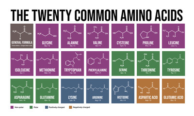 The twenty common amino acids. Skeletal formulas and classification. Vector editable