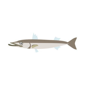 recommend clip art: アカカマス。フラットなベクターイラスト。
                    Red barracuda. Flat designed vector illustration.
