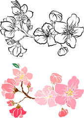Free hand Sakura flower vector set, Beautiful line art Peach blossom isolate on white background.Cherry blossom illustration set.Element for weding card or printing on backdrop. 