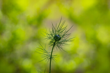 Nigella in nature background