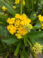 Beautiful Flag of Spain (Lantana camara or Phakakrong) in yellow. It is a species of flowering plant in the verbena family and is a favorite species for butterflies. Use the macro camera.