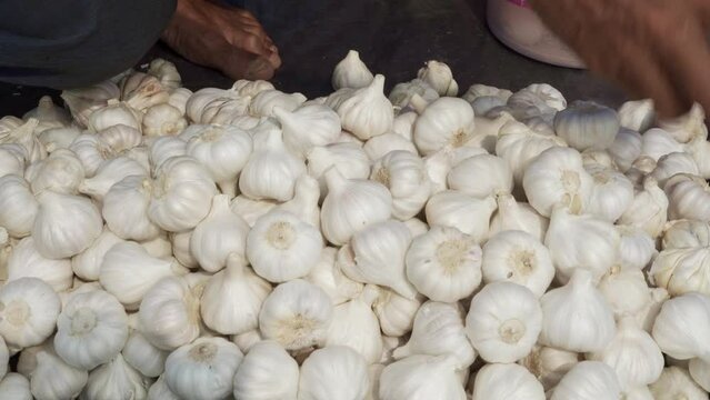 white garlic piled on a stand market table, segregating garlic