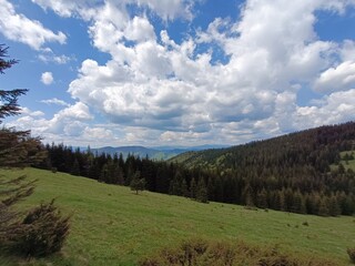 forest in the mountains