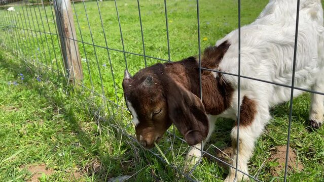 feeds a small goat in a petting zoo through a cage. The goat eats grass.