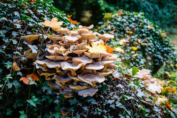 Champignons dans une forêt en automne