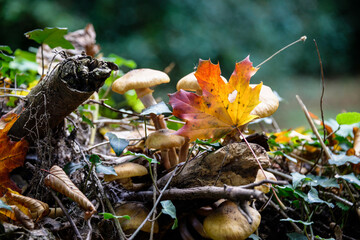 Champignons dans une forêt en automne