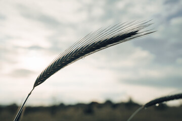 Wheat in the field on blurred background close-up