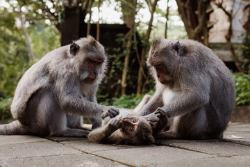Family of long-tailed macaque at Uluwata temple in Bali, Indonesia