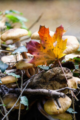 Champignons dans une forêt en automne