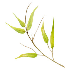 Hand drawn watercolor yellow green and brown bamboo grass leaves on branch. Natural plant. Botanical illustration isolated object set on white background. For shop logo print, website, card, booklet.