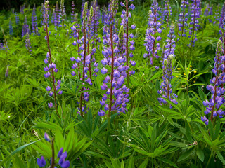 Lupinus, lupin, lupine field with pink, purple and blue flowers. Bunch of lupines summer flower background.