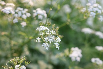 Beautiful view of bushes with wild flowers growing outdoors, closeup