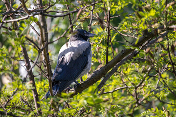A gray crow sits on a tree branch with green leaves