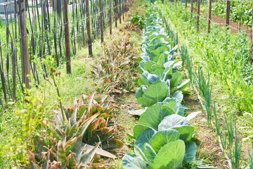 Cauliflower plantations in row at farm