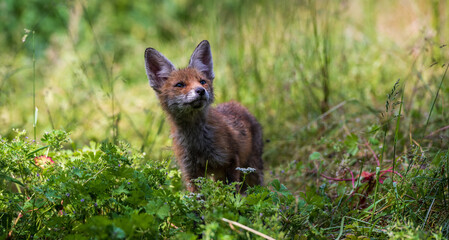 Curious Red Fox Kid in Transylvania, Romania. - 613458507