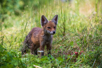 Curious Red Fox Kid in Transylvania, Romania. - 613458535