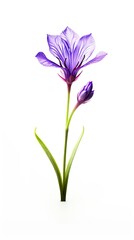 Lavender flower isolated on white background. Beautiful blooming plant. Generative AI