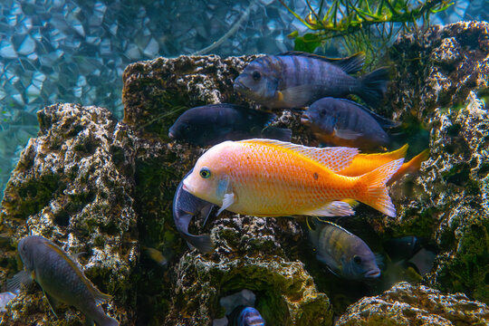 Pseudotropheus zebra, red african cichlid mbuna swimming in aquarium water wtih decor. Famous fresh water fish for aquarium hobby. Aquatic organism, underwater life, aquarium pet