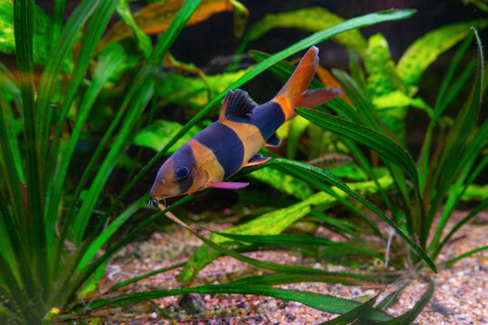 Clown loach, Chromobotia macracanthus swimming in aquarium water wtih green algae. Famous fresh water fish for aquarium hobby. Aquatic organism, underwater life, aquarium pet
