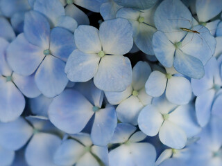 Fototapeta na wymiar 青いパステルカラーの紫陽花