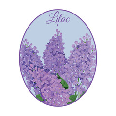 Vector illustration with a branch of lilac in the frame.