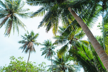 Fototapeta na wymiar Palm tree on a tropical island