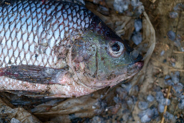 Tilapia fish in the market 