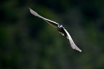 Black-crowned Night-Heron // Nachtreiher (Nycticorax nycticorax) - Lake Kerkini, Greece